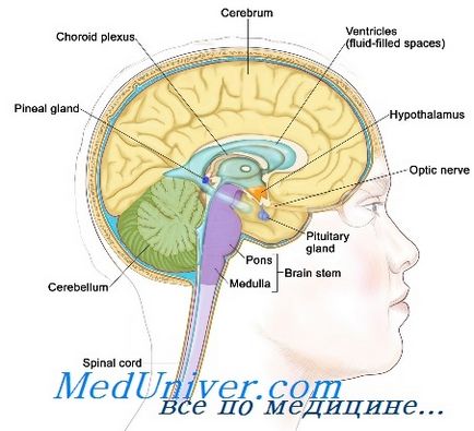 A melatonin, adrenoglomerulotropin