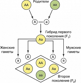 Mendel legi - o encyclopedie rusească mare - versiune electronică