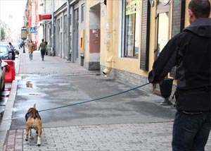 Mentreyling - üldözés emberi kutya az ő egyedi illat, Kocher eljárás