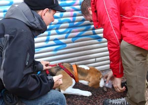 Ментрейлінг - переслідування людини собакою по його індивідуальному запаху, метод Кохера