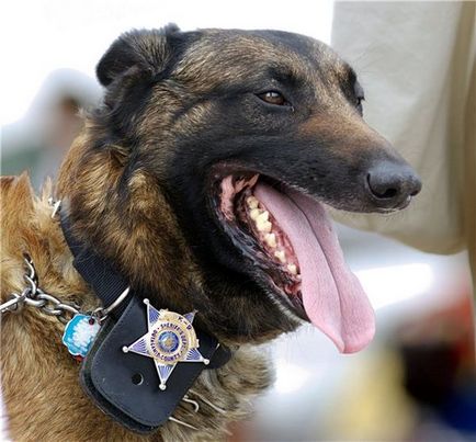 Tehnica de pregătire a olfacției pentru câinii de poliție