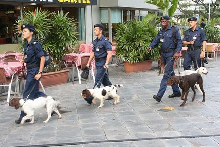 Tehnica de pregătire a olfacției pentru câinii de poliție