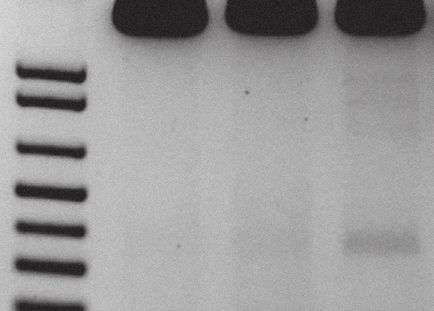 Metoda de purificare a genomului de la vich a fost testată pe rozătoare