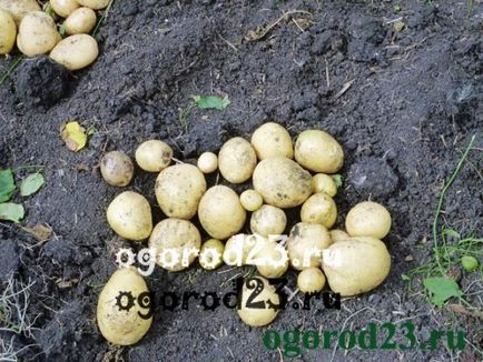 Metoda de cultivare a cartofilor - în brazdă - experiența mea