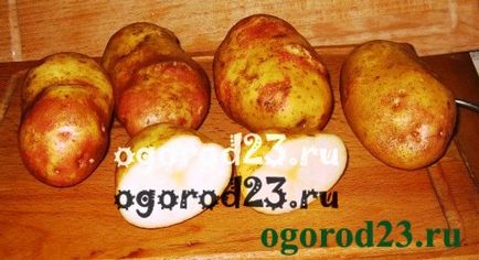 Метод вирощування картоплі - в борозні - мій досвід