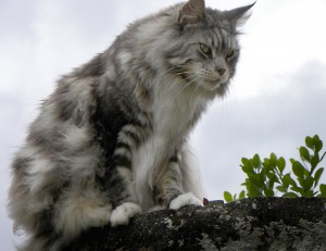 Maine Coon descriere, caracter, îngrijire și conținut, pisică și pisică