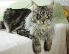 Maine Coon descriere, caracter, îngrijire și conținut, pisică și pisică