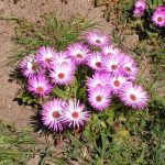 Mezembriantemum sau dorotanthus, iarba cristalină, plantarea și îngrijirea unei plante