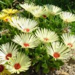 Mesembryanthemum vagy doroteantus, kristály fű, ültetés és gondozó növények
