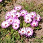 Mezembriantemum sau dorotanthus, iarba cristalină, plantarea și îngrijirea unei plante