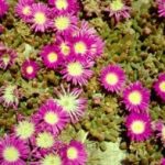 Mesembryanthemum vagy doroteantus, kristály fű, ültetés és gondozó növények