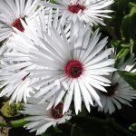 Mezembriantemum sau dorotanthus, iarba cristalină, plantarea și îngrijirea unei plante