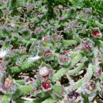 Mezembriantemum sau dorotanthus, iarba cristalină, plantarea și îngrijirea unei plante