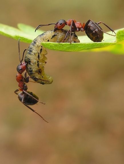 Міф про силу мурашки
