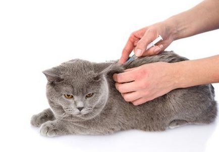 Am pregătit o instrucțiune detaliată despre cum să facem o pisică o injecție