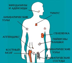 Молочні - судини і інші загадкові органи - scisne