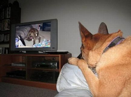 Poate animalele să urmărească în mod conștient televizorul