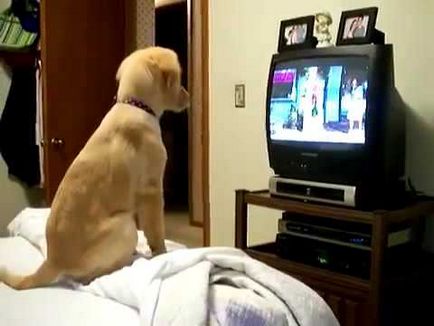 Чи можуть тварини усвідомлено дивитися телевізор