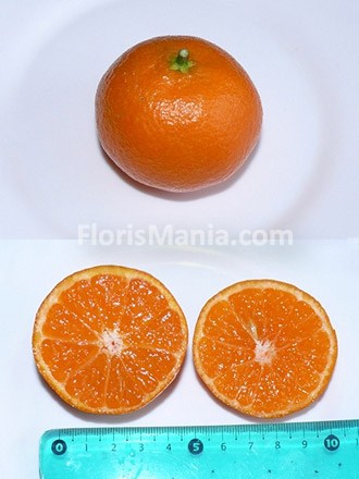Saját citrus termő otthon