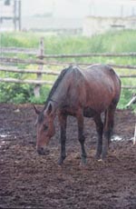 Slimy - Sănătatea calului - Lumea cailor