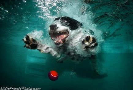 Мокрі і смішні - фото пірнаючих собак сету Кастіла