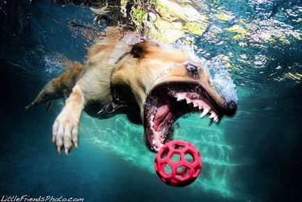 Umed și amuzant - fotografii de câini de scufundări
