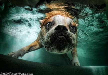 Umed și amuzant - fotografii de câini de scufundări
