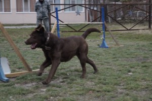 Partea umedă este inima dreaptă