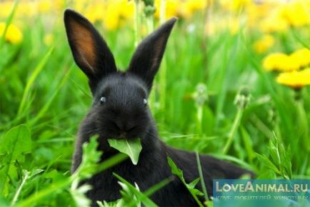 Молочай для кроликів корисний чи завдає шкоди