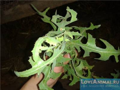 Euphorbia pentru iepuri este utilă sau dăunătoare