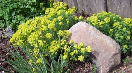 Молочай садовий багаторічний посадка і догляд фото садових видів