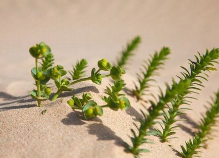 Euphorbia plantare perene și îngrijirea fotografiilor de specii de grădină