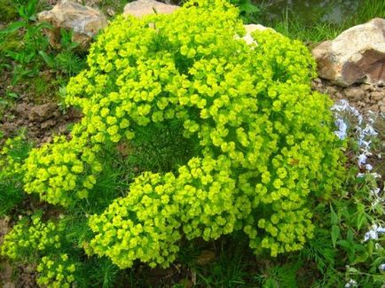 Euphorbia plantare perene și îngrijirea fotografiilor de specii de grădină