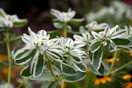 Euphorbia plantare perene și îngrijirea fotografiilor de specii de grădină