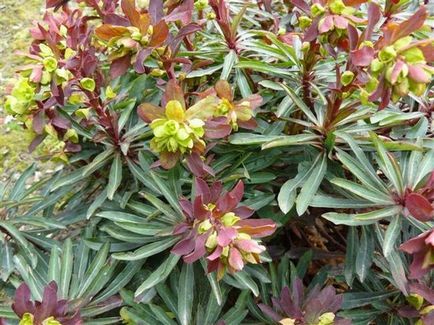 Euphorbia plantare perene și îngrijirea fotografiilor de specii de grădină