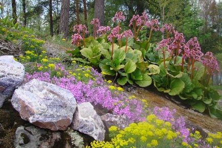 Euphorbia plantare perene și îngrijirea fotografiilor de specii de grădină