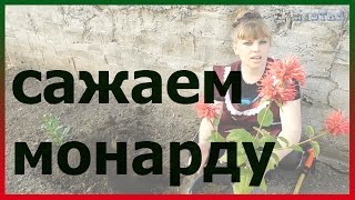 Монарда дудчаста опис, фото, лікувальні властивості