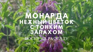 Монарда дудчаста опис, фото, лікувальні властивості