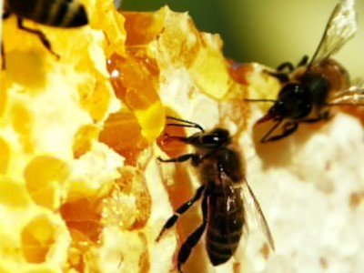 Монофлерний мед користь