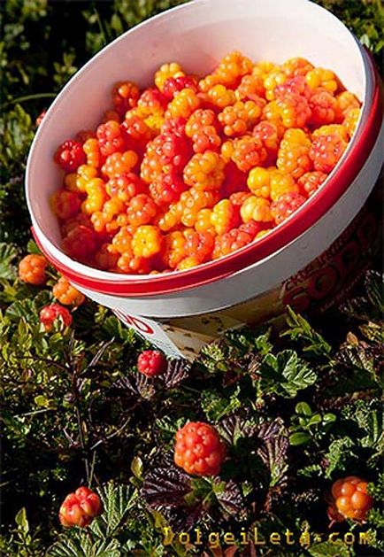 Морошка ягода - корисні властивості морошки
