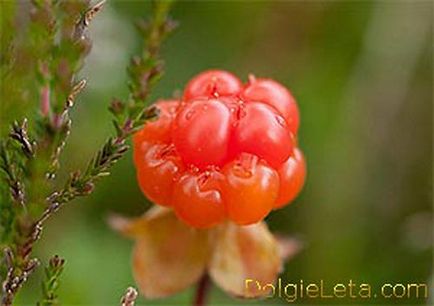 Морошка ягода - корисні властивості морошки