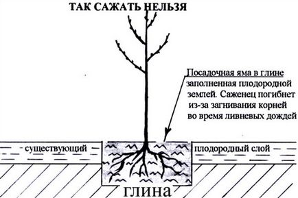 Студоустойчив разновидности на декоративни и плодни дървета