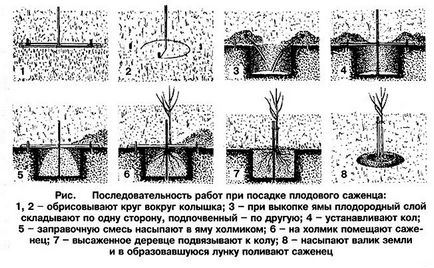 Variante rezistente la îngheț de fructe și arbori ornamentali