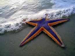 Морські зірки і їм подібні