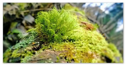 Moss sphagnum