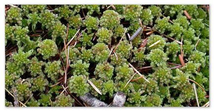 Moss sphagnum