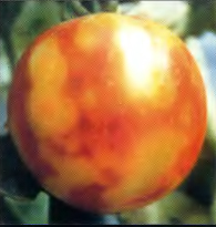 Мозаїка томатів, симптоми і цикл розвитку хвороби, фото
