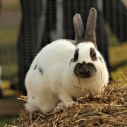 Poate iepurii să-i dăruiească cunoștința tuturor secretelor?