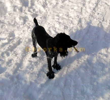 Mrbruno viasz mancsok - jó védelmet nyújt a kutya téli igazi utazó véleménye, negatív ár,
