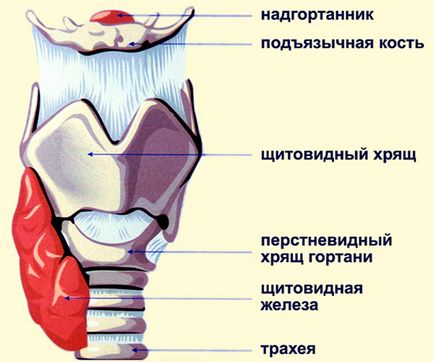 MRI (képalkotás) gége-, torok-, garat- azt mutatja, hogy